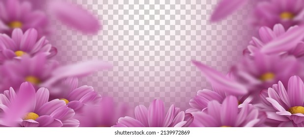 3d background with realistic pink chrysanthemum flowers and falling petals. Vector illustration