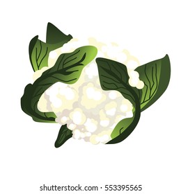 3D cauliflower isolated on white background. Detailed realistic vector illustration.