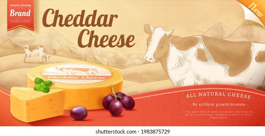 3d cheddar cheese ad banner. Advertisement of natural cheese wheel served with mint leaves and grapes on a monotone engraving background