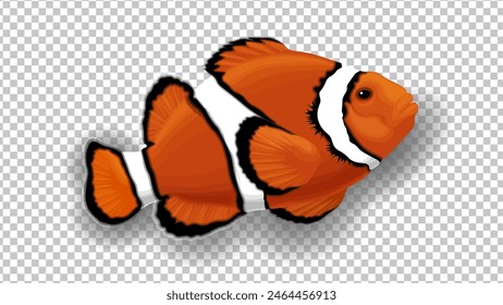 3D Clownfish in orange, black and white colors. Transparent background. Anemone tropical fish isolated vector illustration