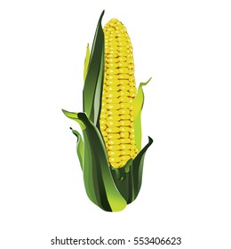 3D corn isolated on white background. Detailed realistic vector illustration.