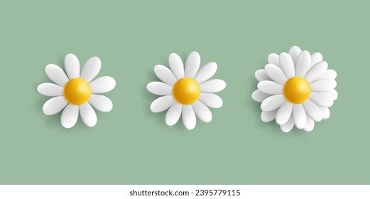 3D Daisy or chamomile flowers, white delicate flowers with different amount of petals in bloom render cartoon style