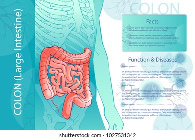 3d diagram illustration of the human colon. Internal organs digestive system. Template. anatomical man body parts. Hand drown vector isolated illustration, sketch.