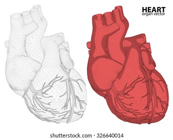3d Heart wireframe mesh digestive system isolated on background, for anatomy,medical,body,stomach,medicine,heart,biology,internal,care. conceptual anatomical human 