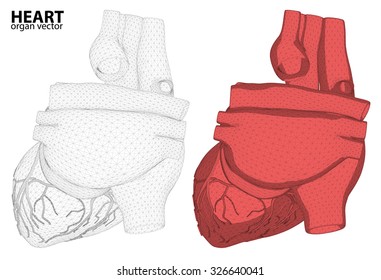 3d Heart wireframe mesh digestive system isolated on background, for anatomy,medical,body,stomach,medicine,heart,biology,internal,care. conceptual anatomical human 
