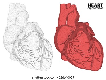 3d Heart wireframe mesh digestive system isolated on background, for anatomy,medical,body,stomach,medicine,heart,biology,internal,care. conceptual anatomical human 