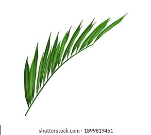 3D High Quality Tropical Leaf on White Background for your Design . Isolated Vector Elements