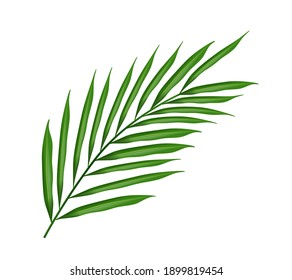 3D High Quality Tropical Leaf on White Background for your Design . Isolated Vector Elements