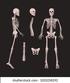 3d human bones skeleton isolated on black background. Bone set. Vector illustration of spine and skull bones.