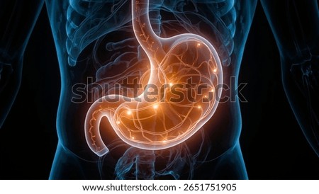 3D Human digestive system and stomach anatomy.
