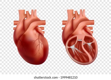 Anatomía cardíaca humana 3d con visión cruzada y sin corte. Corazón anatómicamente correcto y realista