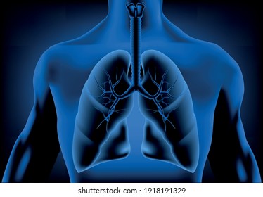 3d human lung with x-ray effects
