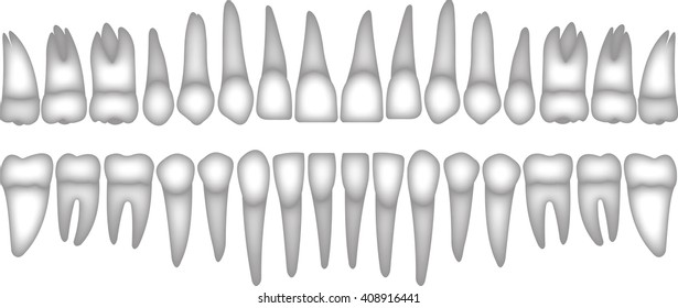 3D human teeth icons set. Dental implant vector flat isometric illustration