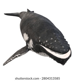 3D humpback whale vector illustration isolated on black background. Realistic marine life graphic for educational, environmental, and wildlife design projects.
