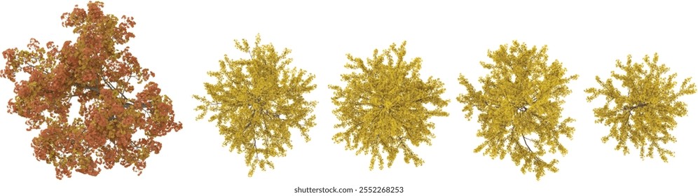 3d illustration of Acer,Ginkgo trees on transparent background from top view