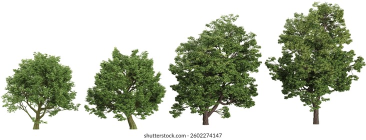 3d illustration of Aesculus,Bischofia trees on transparent background