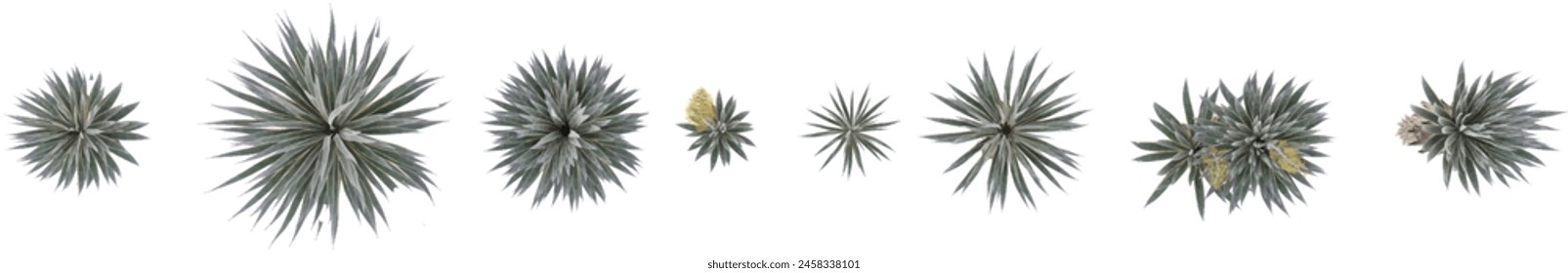 3d illustration of Agave angustifolia marginata isolated on white background from top view