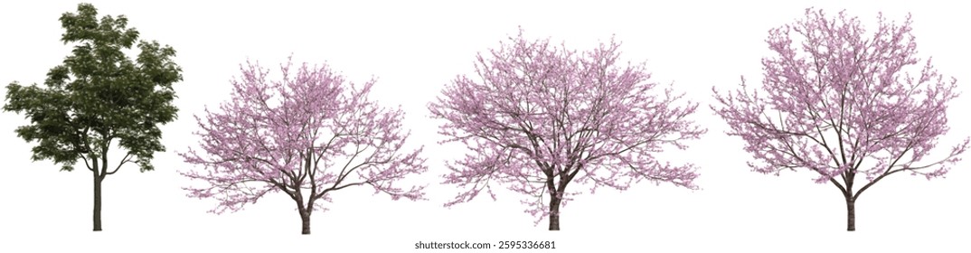 3d illustration of Albizia,Cerasus trees on transparent background