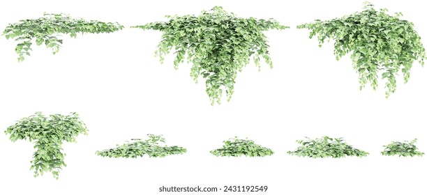 3D illustration of Algerian ivy creeper plants on transparent background