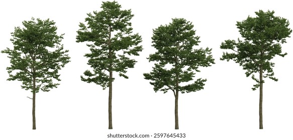 3d illustration of Alns,Camptotheca trees on transparent background