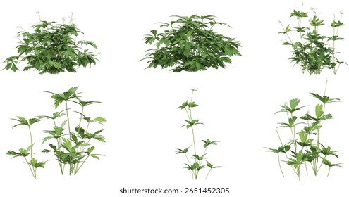 3d illustration of Anemone plants on transparent background