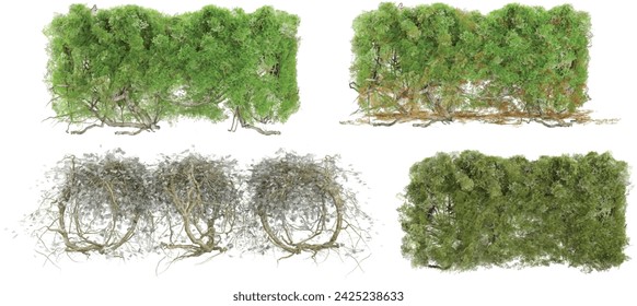 3D illustration of a Beard lichens,Wall Of Ivy Leaves on transparent background