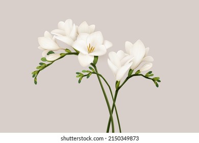 3d illustration of beautiful white freesia flowers on light beige color background