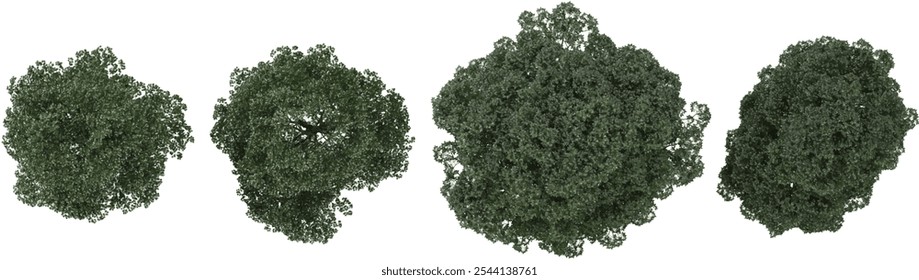 3d illustration of Black Locust Blossom Tulip Poplar,Eucalyptus trees isolated on transparent canvas from top view