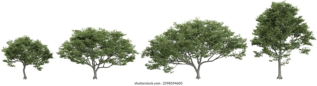 3d illustration of Celtis trees on transparent background