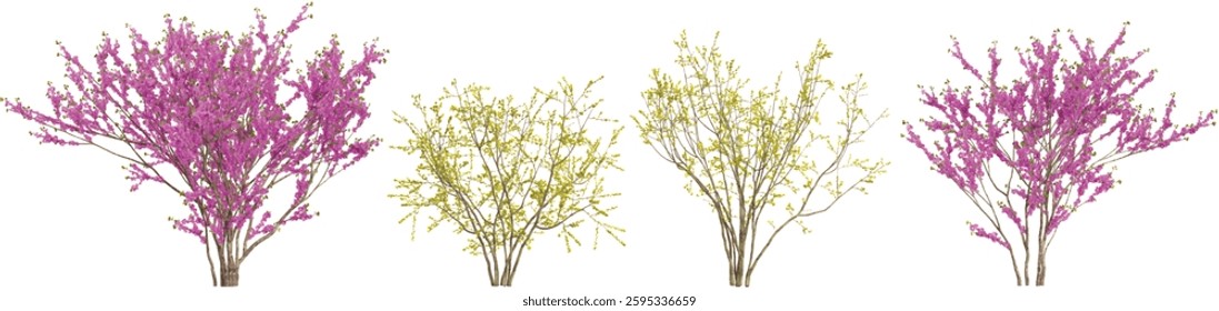 3d illustration of Cercis,Chimonanthus trees on transparent background