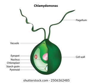 3D illustration of Chlamydomonas (Chlamydomonas structure)