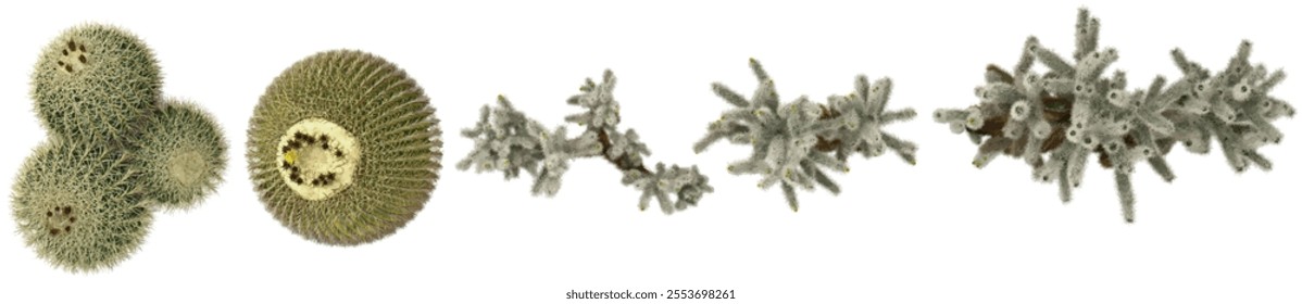 3d illustration of Cholla,Echinocactus plants on transparent background from top view