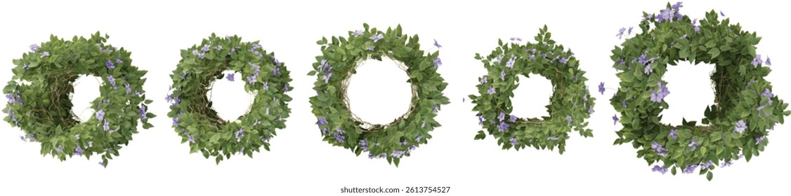 3D illustration of a Clematis creeper plants on transparent background from the top view