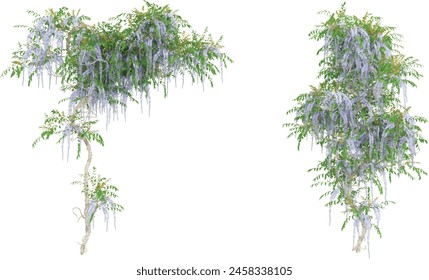 3D illustration of a Clematis Montana creeper tree on transparent background, climber plant