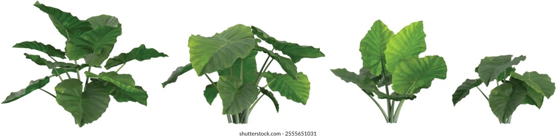 3d illustration of Colocasia trees on transparent background