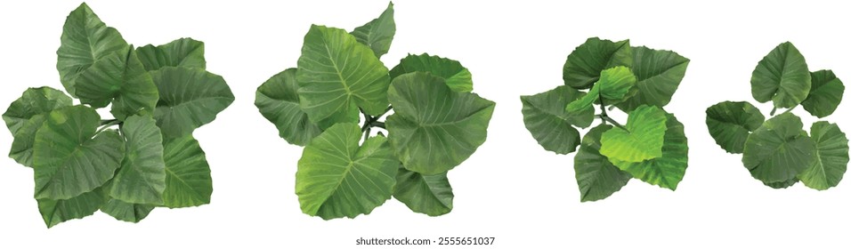 3d illustration of Colocasia trees on transparent background from top view