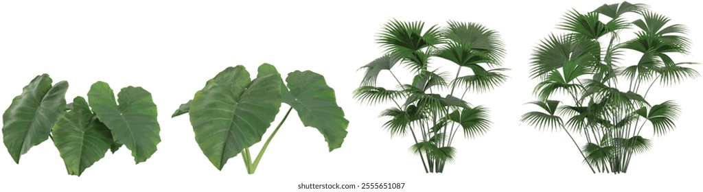 3d illustration of Colocasia,Carludovica trees on transparent background