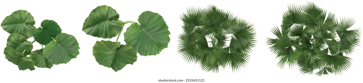 3d illustration of Colocasia,Carludovica trees on transparent background from top view