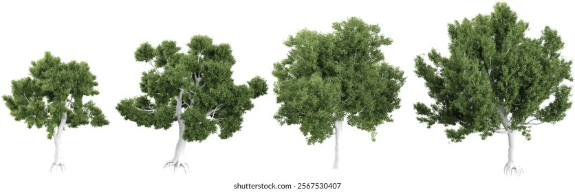 3d illustration of corymbia trees on transparent background