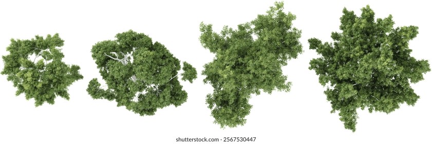 3d illustration of corymbia trees on transparent background from the top view