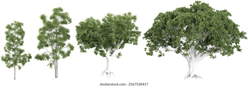 3d illustration of corymbia,Eucalyptus trees on transparent background