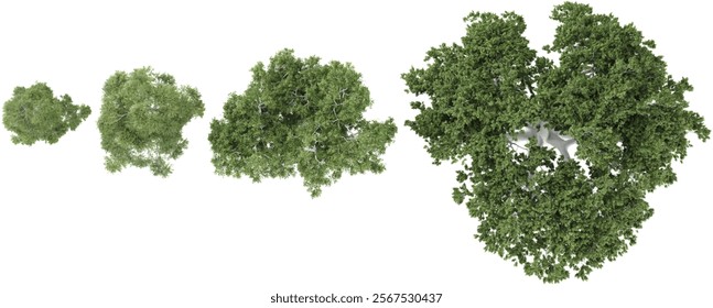 3d illustration of corymbia,Eucalyptus trees on transparent background from the top view