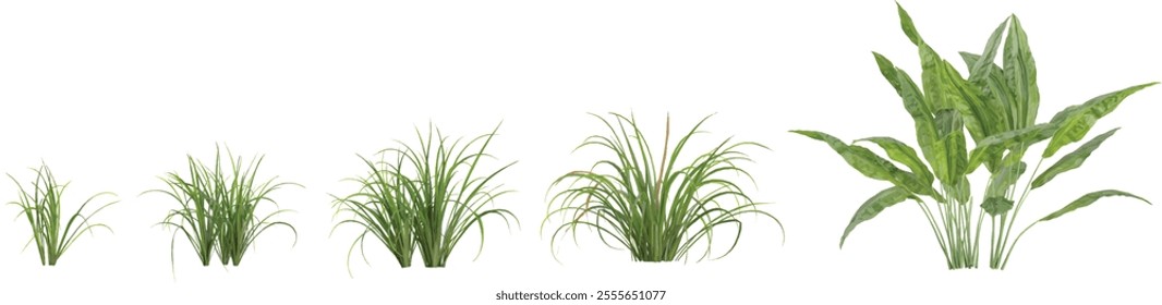 3d illustration of Cyclanthus,Cymbopogon trees on transparent background