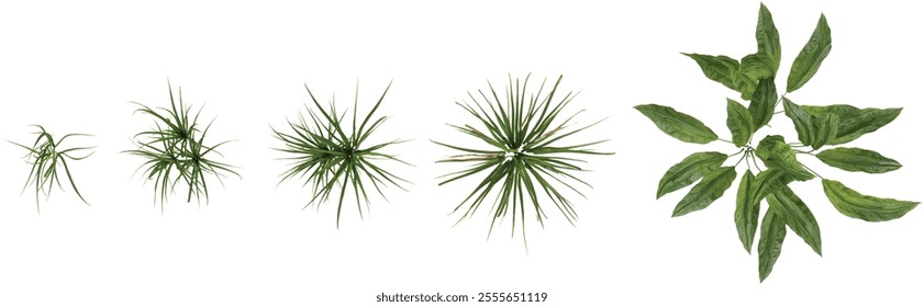 3d illustration of Cyclanthus,Cymbopogon trees on transparent background from top view