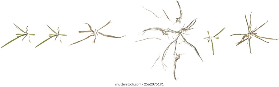 3d illustration of Dry grass on transparent background from top view
