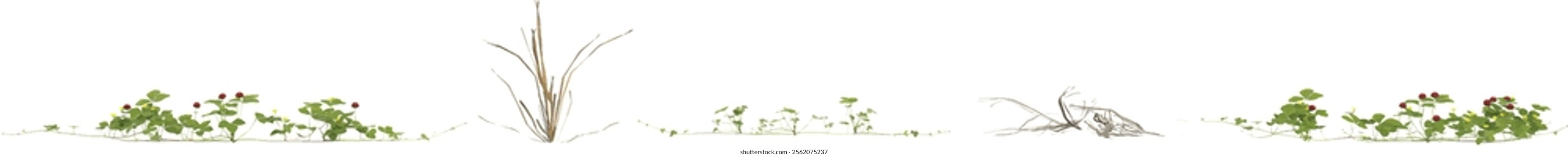 3d illustration of Dry grass,Duchesnea plants on transparent background