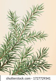 3d Illustration Of Ethereal Tea Tree Leaves, Herb For Medicine, Cosmetics And Essential Oil, Isolated On Light Yellow Background