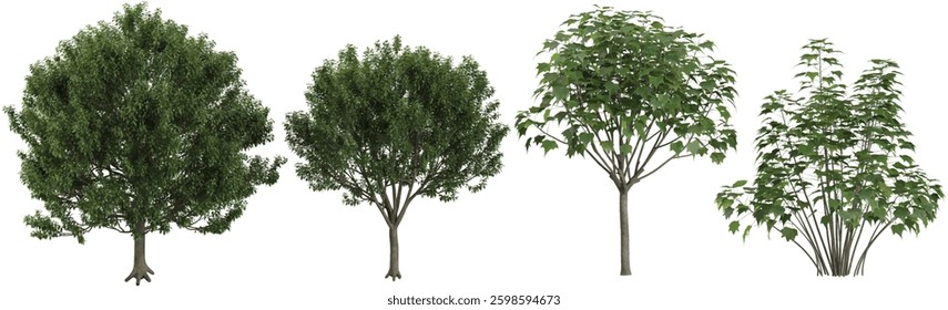 3d illustration of Eucommia trees on transparent background