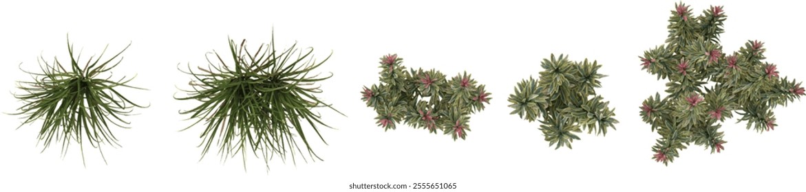 3d illustration of Euphorbia,Cymbopogon trees on transparent background from top view