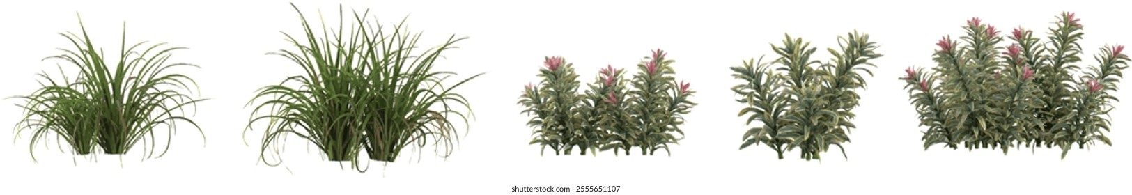 3d illustration of Euphorbia,Cymbopogon trees on transparent background